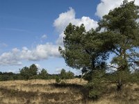 NL, Noord-Brabant, Woensdrecht, de Zoom, Kriekelareduinen 9, Saxifraga-Jan van der Straaten